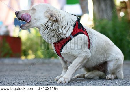 A White Dog Sits On The Pavement And Licks Its Lips. Dog On The Street In A Harness.