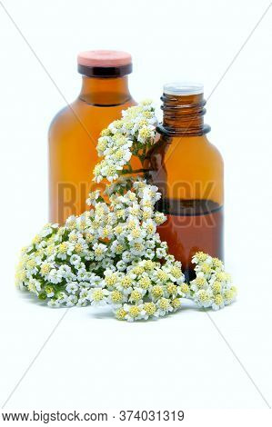 A Bottles Of Yarrow Tincture And Essential Oil With Fresh Yarrow On A White Background. Concept Of H