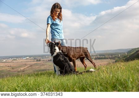 The Girl Feeds Two Dogs A Treat. Doberman Dobermann And Border Collie Dogs Are Standing On A Hill. H