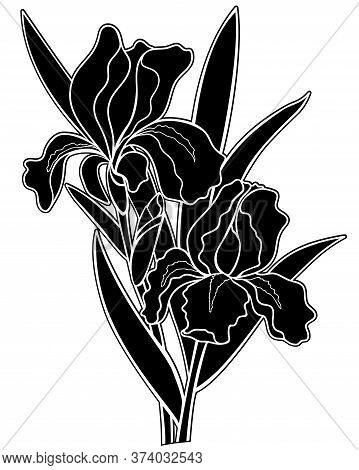 Irises Flowers Black Silhouette - Stock Illustration. Iris - Two Flowers, A Bud And Leaves - A Black