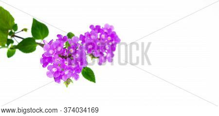 Spring Purple Flowers Is Blooming. Isolated On White.