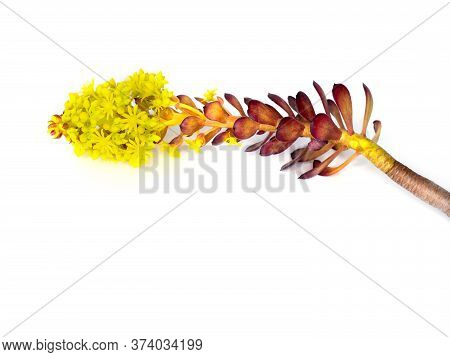 Spring Yellow Flowers Is Blooming. Isolated On White.