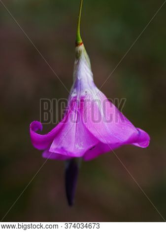 Pink Flower Of Angel's Fishing Rod (dierama Pulcherrimum)