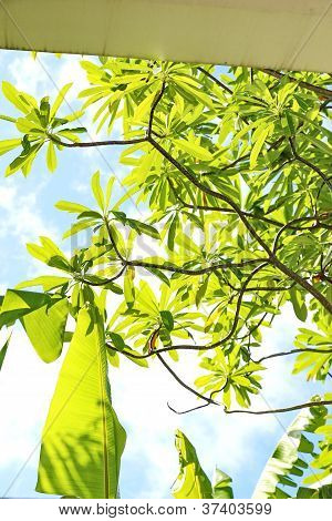 Devils træ og banan blad med skinnende himmel baggrunden