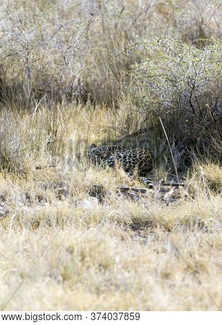 A Big Cheeta Sleeping In The Grass