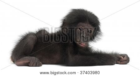 Baby Bonobo, Pan Paniscus, 4 Monate alt, liegend vor weißem Hintergrund