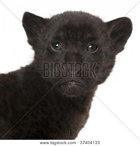 Jaguar kölyök, 2 hónapos, oroszlánt, fehér háttér