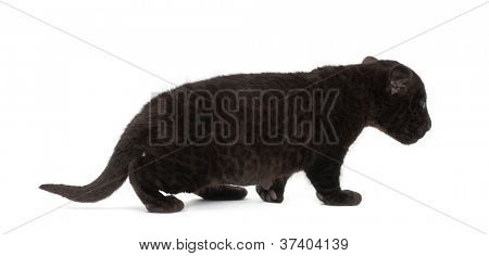 Jaguar kölyök, 2 hónapos, oroszlánt, séta, fehér háttér