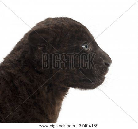 Jaguar kölyök, 2 hónapos, oroszlánt, fehér háttér