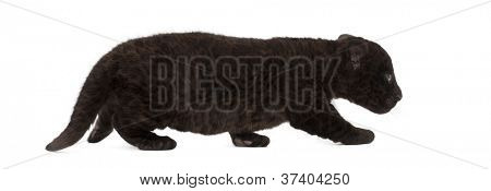 Jaguar kölyök, 2 hónapos, oroszlánt, séta, fehér háttér