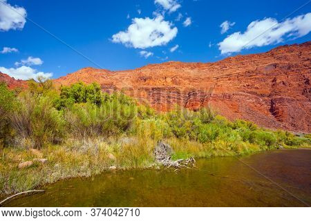  The steep shores of red sandstone. Lee's Ferry is a historic boat ferry across the Colorado River. Wide river and tall green grass. Amazing wildlife. USA. The concept of extreme and photo tourism