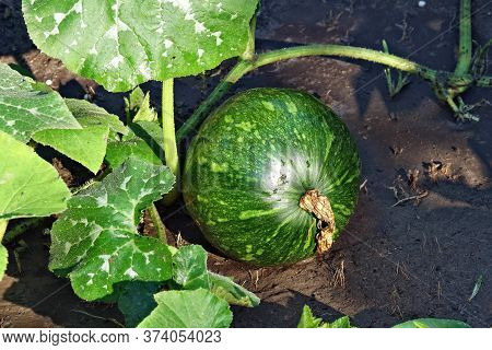 Growwing Green Watermelon On The Household Plot