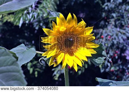 Blossoming Sunflower On A Plot Of Land With Bees On It