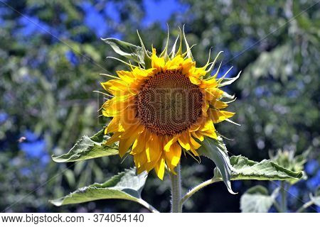 Blossoming Sunflower On A Plot Of Land Without Bees On It