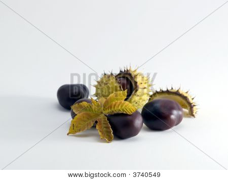 Conker