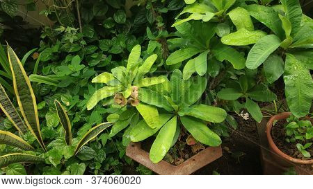 Green And Yellow Leaves Of Showcase Plant In Monsoon Season With Dewdrops On It