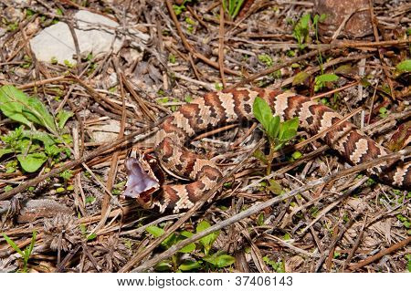 Juvenile Cottonmouth (Agkistrodon piscivorus)