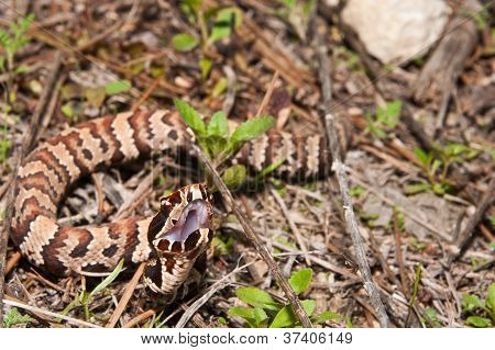 Cottonmouth giovanile (Agkistrodon piscivorus)