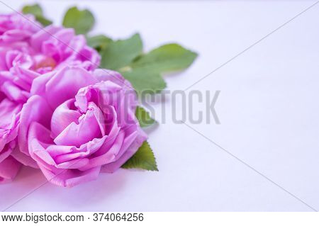 Creative Arrangement Of Pink Roses Bouquet With Free Space For Text. Mothers Day Postcard With Roses