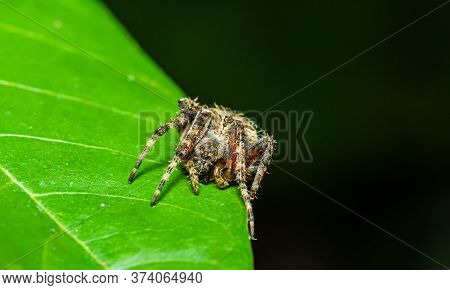 Jumping Spider (neoscona Vigilans )waiting For Prey On Green Leaf At Night Scene