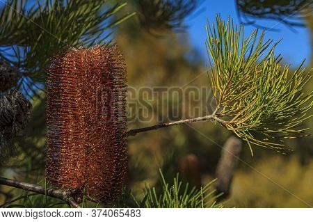 Close Up Of An Inflorescence Of The Heath Leaved Australian Banksia Ericifolia, Gold-and-red Styles 