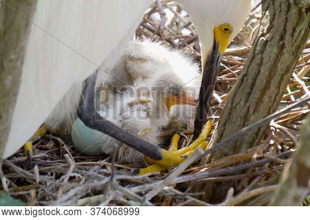 Great White Egret Takes Care Of Its Chicks. Young Chicks Egret Fools In Nest. Mother Great White Egr