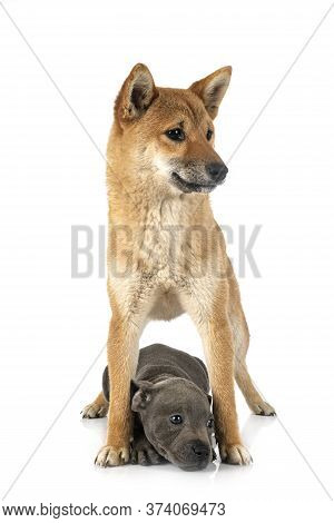 Shiba Inu And Staffie In Front Of White Background