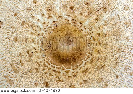 Macrolepiota Umbrella Mushroom Cap Texture. Macrolepiota Excoriata, Top View, Natural Background.