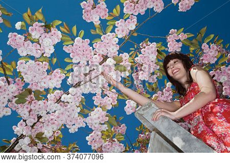 Girl on Ladder Under Blooming Cherry Tree