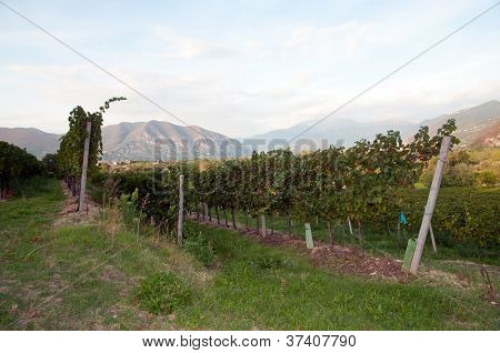 Franciacorta řádky - Itálie, vinná réva
