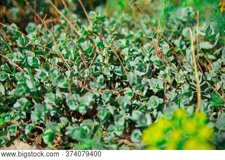 Green Beautiful Ochitok Sedum Close-up. Decumbent Perennial Herb Of The Large Family Crassulaceae. G