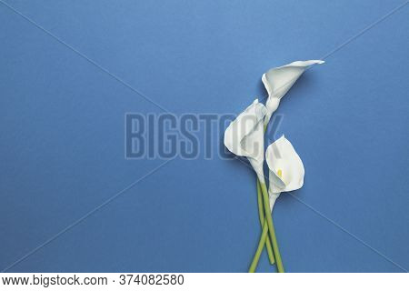 Calla Flowers Isolated On Flat Lay Blue Background. Minimal Spring Wedding Or Birthday Gift Card. Tr