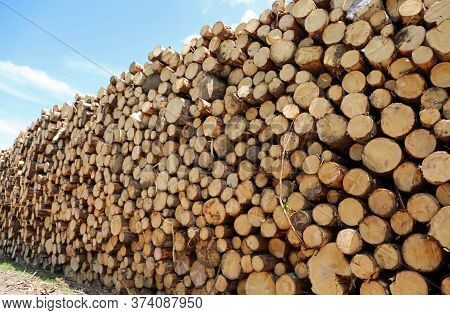 Large Woodpile With Many Trees Cut By Lumberjacks For The Construction Industry