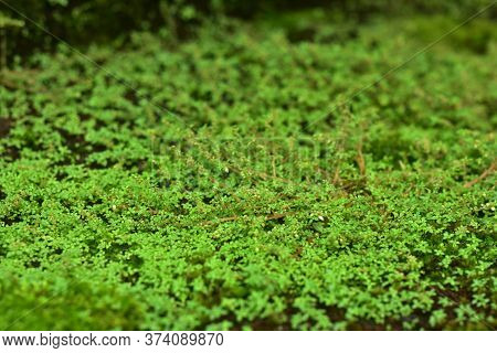 Beautiful Green Moss On The Floor, Moss Closeup, Macro. Beautiful Background Of Moss For Wallpaper.