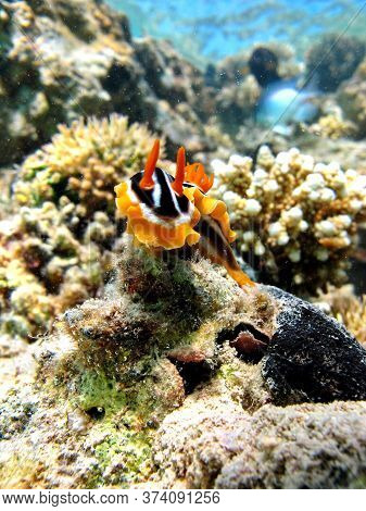 Clams. Nudibranch Mollusks - Nudibranchia Chromodorides - Chromodorididae Four-color Chromodoris (pa