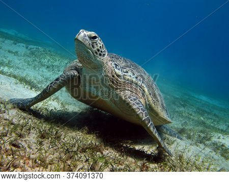 Turtle. Big Green Turtle On The Reefs Of The Red Sea.