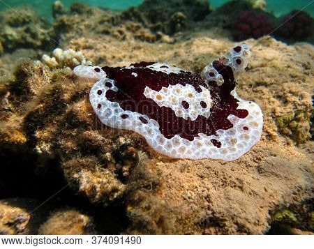 The Pleurobrand Is Large. Grand Pleurobranch. The Family Pleurobranchidae Grows Up To 20 Cm. It Feed