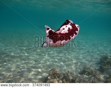 The Pleurobrand Is Large. Grand Pleurobranch. The Family Pleurobranchidae Grows Up To 20 Cm. It Feed