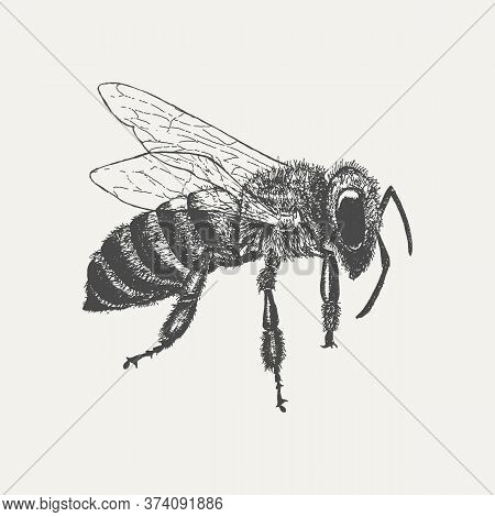 Bee Isolated On White Background. Hand Drawn Sketch In Vintage Engraving Style. Vector Illustration 