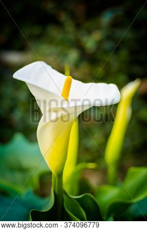 Close Up Of A Beautiful White Calla Lily Flowerin The Garden