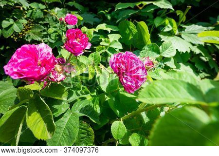 Flowering Purple English Rosa Minerva Rose Bush.