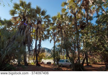 Epupa, Namibia - May 26, 2011: A Camping Site Between Makalani Palm Trees At The Top Of The Epupa Wa