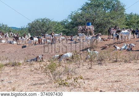 Opuwo, Namibia - May 23, 2011: Goats, People And A Donkey Cart Are Visible On A Farm Near Opuwo In T