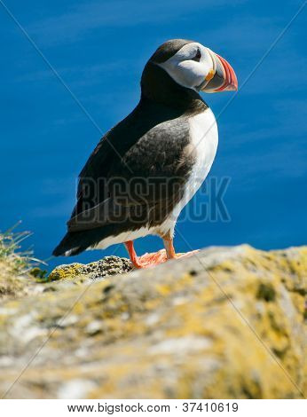 Papageitaucher (Fratercula Arctica) auf dem Felsen vor einem blauen Hintergrund. West-Fjorde im Island