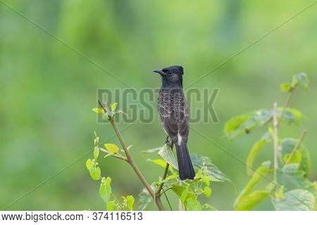A wild bird on the small tree branch .