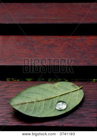雨滴の葉
