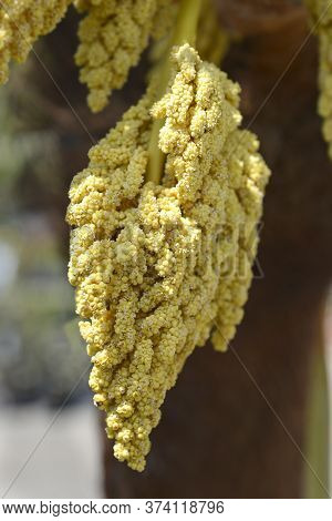 Chinese Windmill Palm Flower - Latin Name - Trachycarpus Fortunei