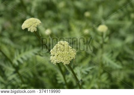 Gold Plate Yarrow Flower Buds - Latin Name - Achillea Filipendulina Gold Plate
