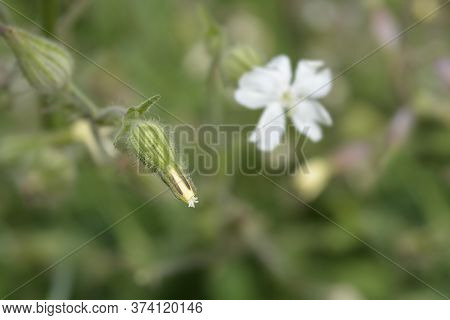Unusual Campion - Latin Name - Silene Paradoxa