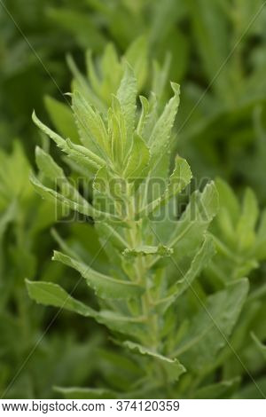 Sticky Aster Leaves - Latin Name - Dittrichia Viscosa